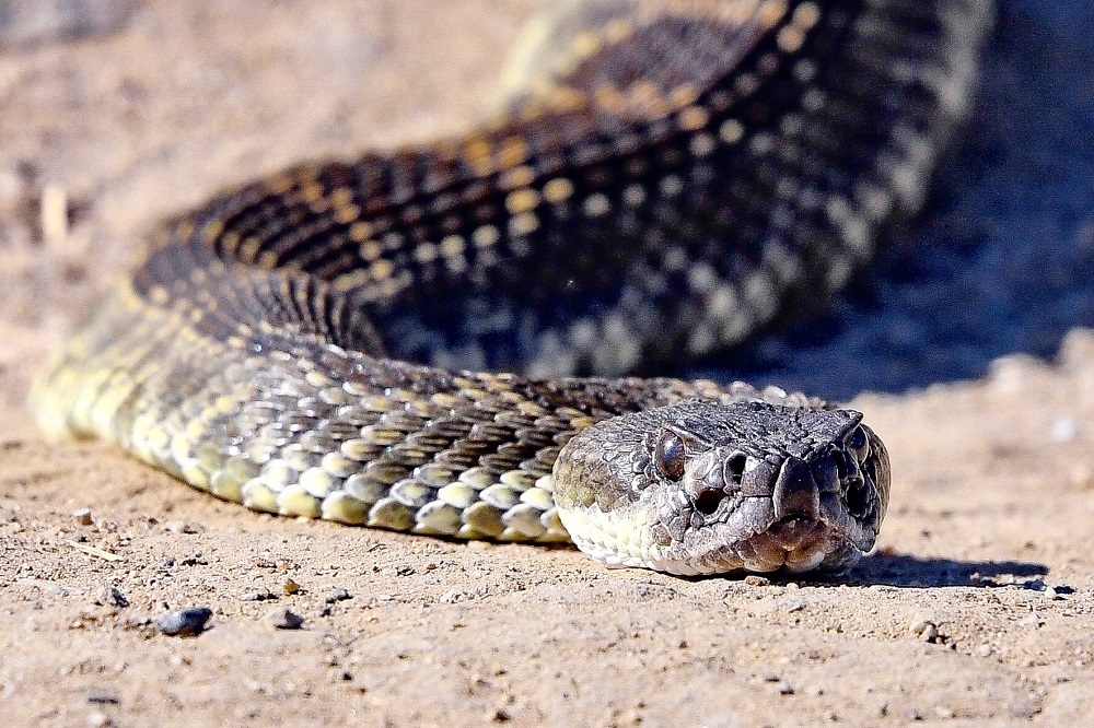 Sun Photo A00024 Rattlesnake in Wood Canyon